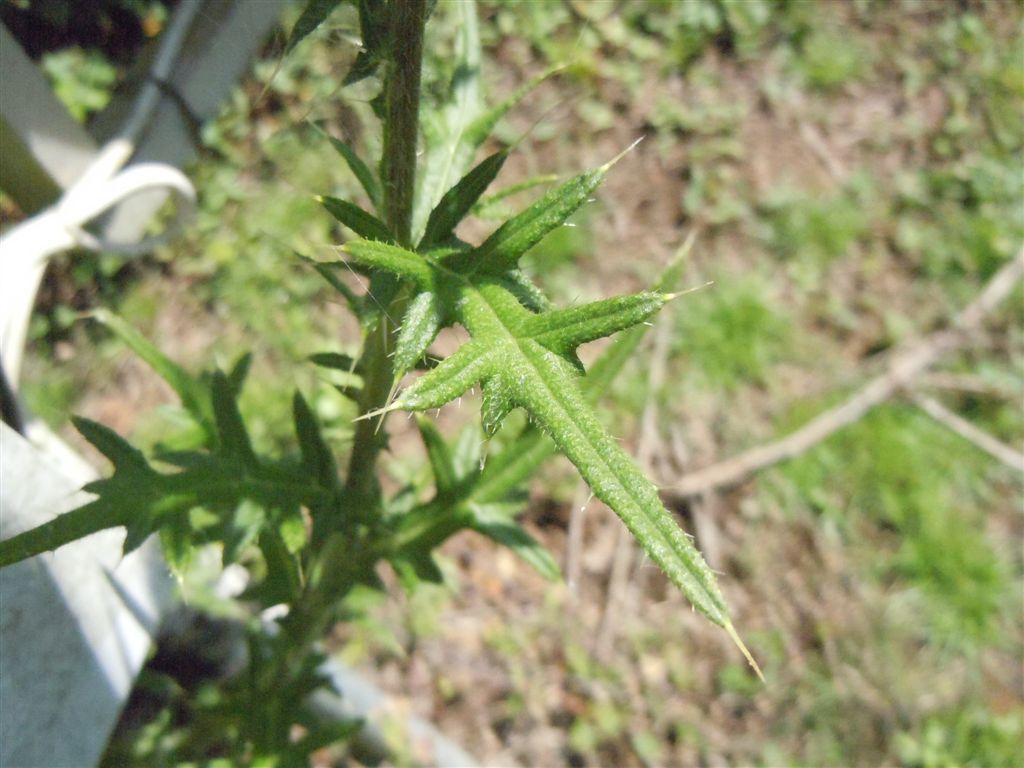 Cirsium vulgare